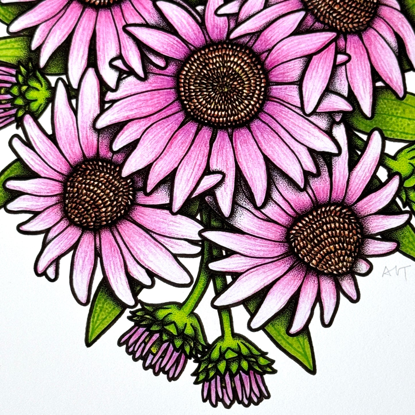 Coneflower - Print