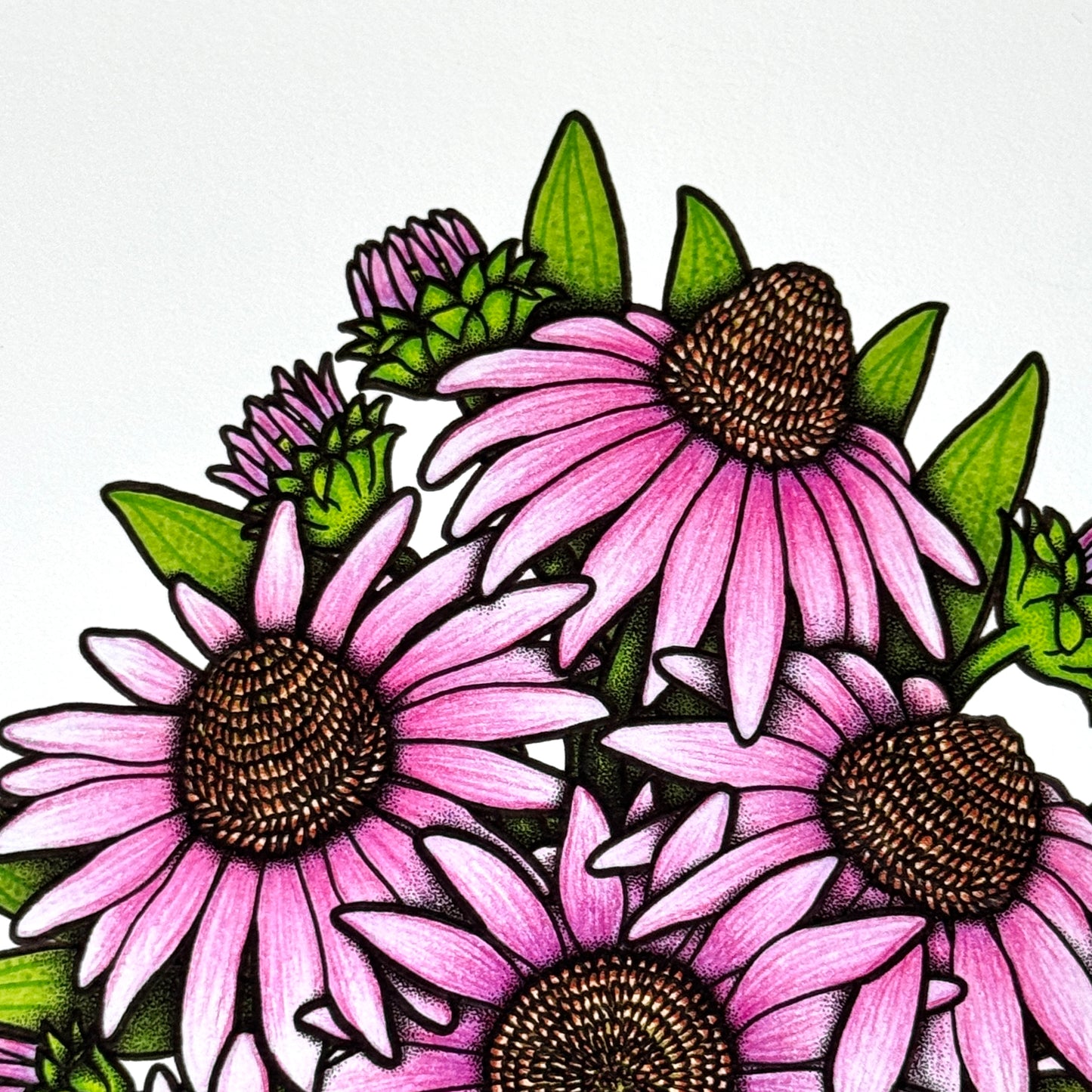 Coneflower - Print