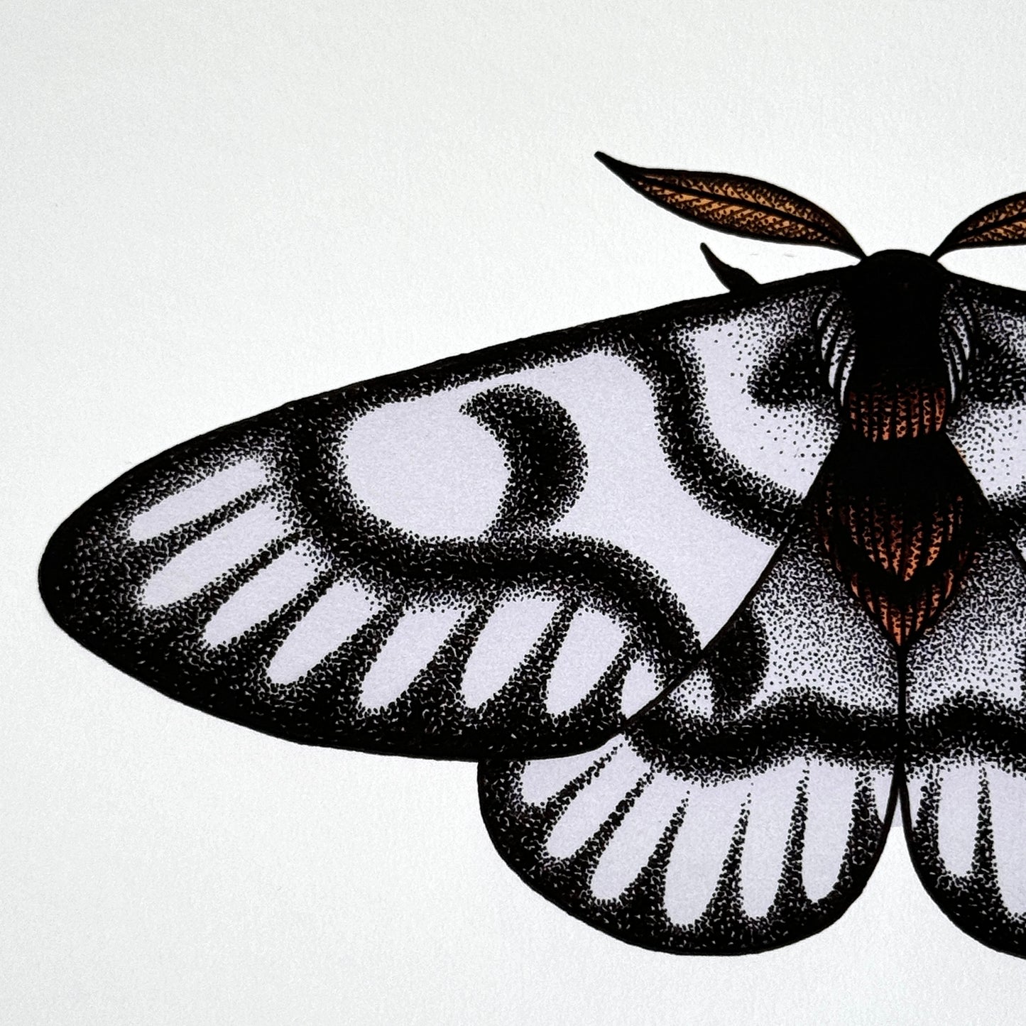Hera Buck Moth - Print