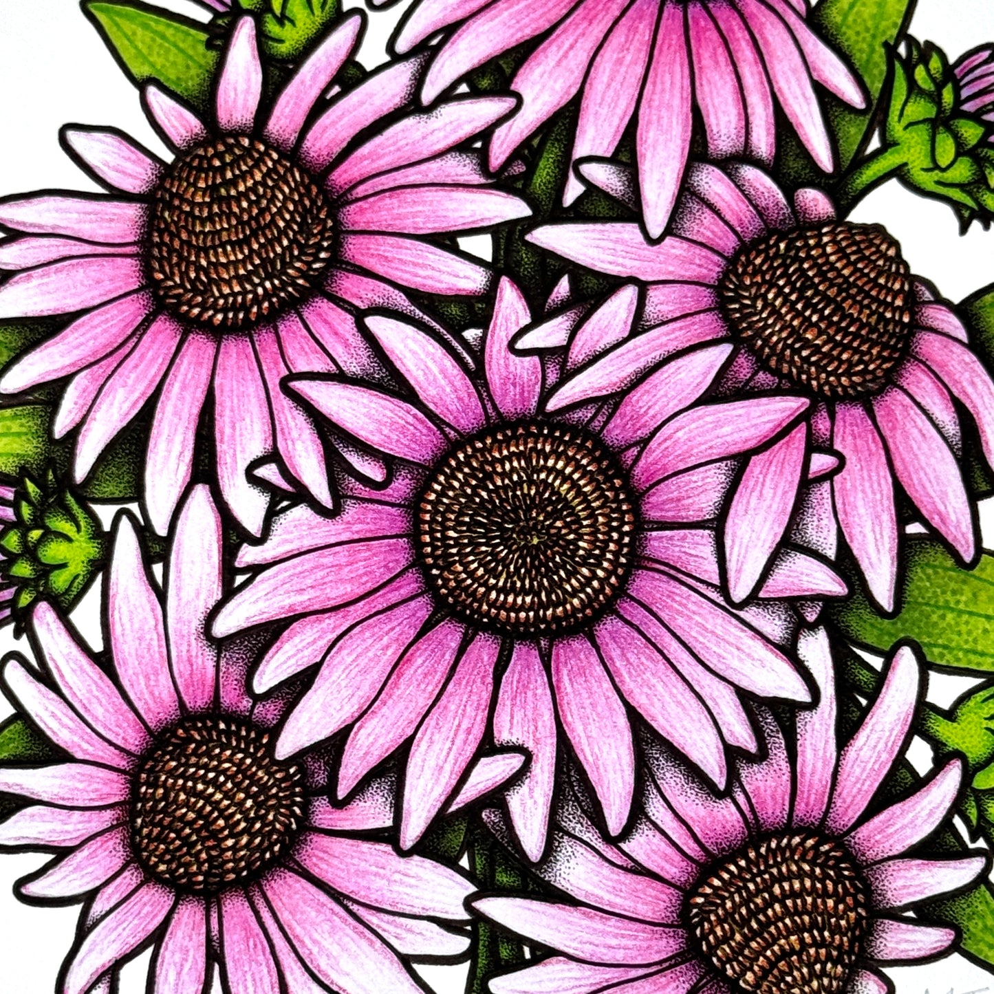 Coneflower - Print