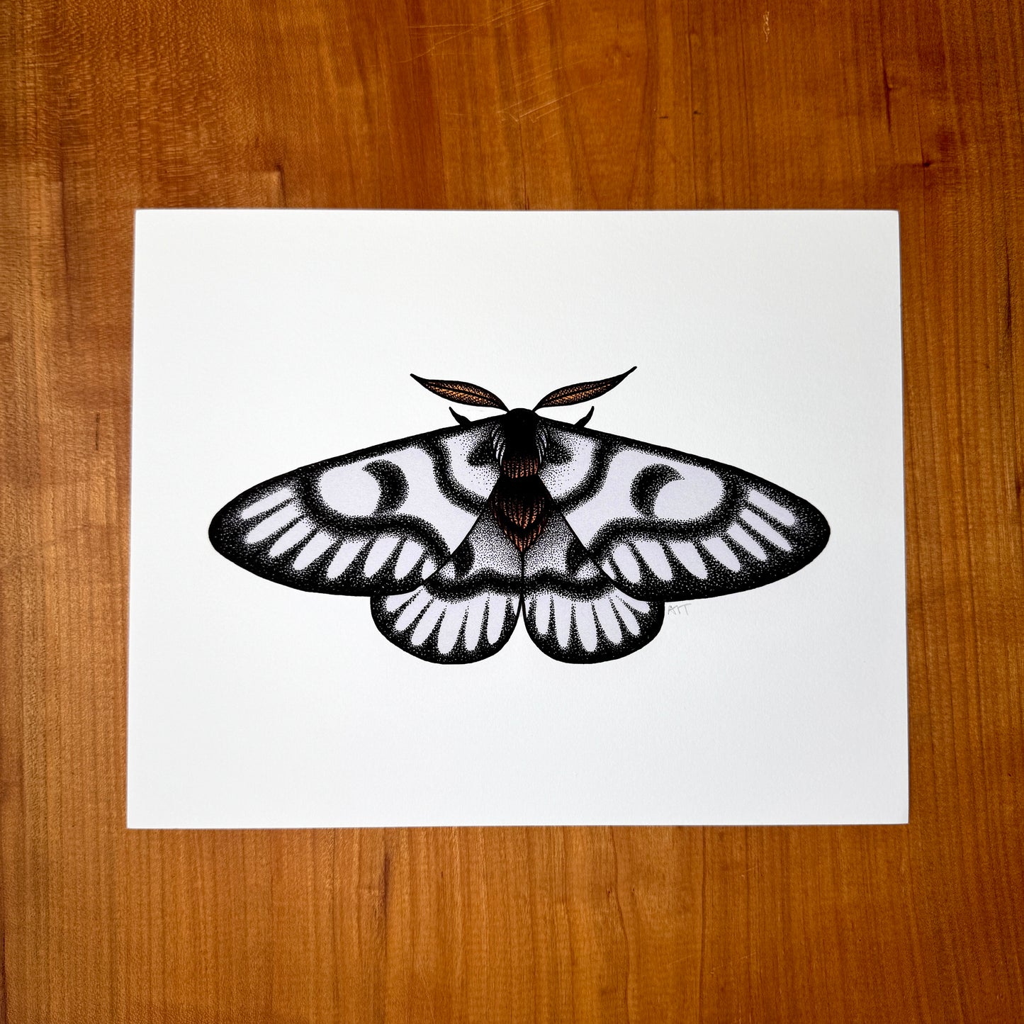 Hera Buck Moth - Print
