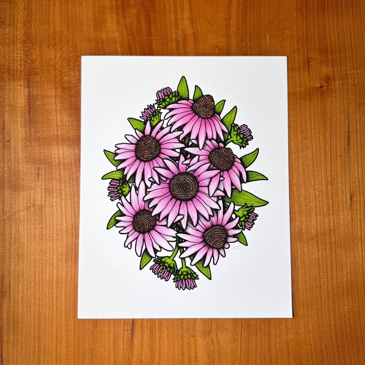 Coneflower - Print