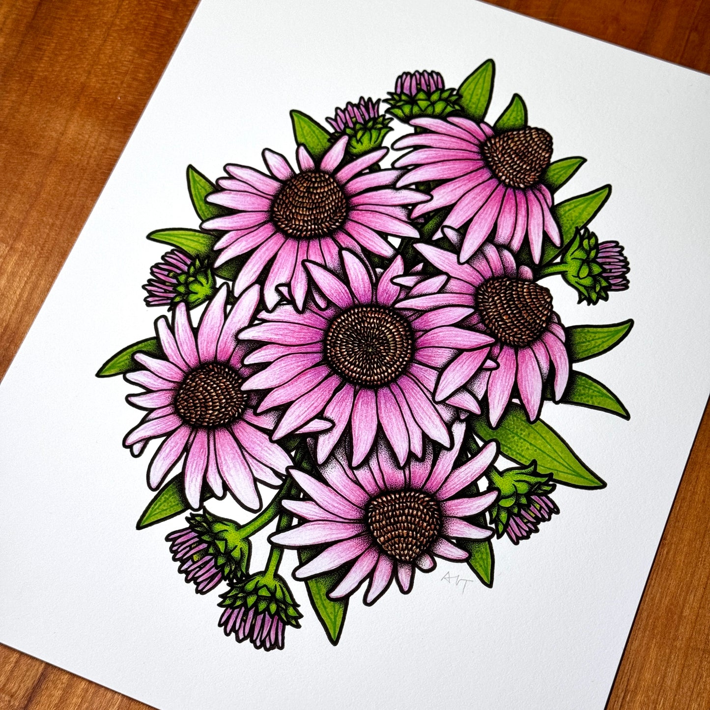 Coneflower - Print