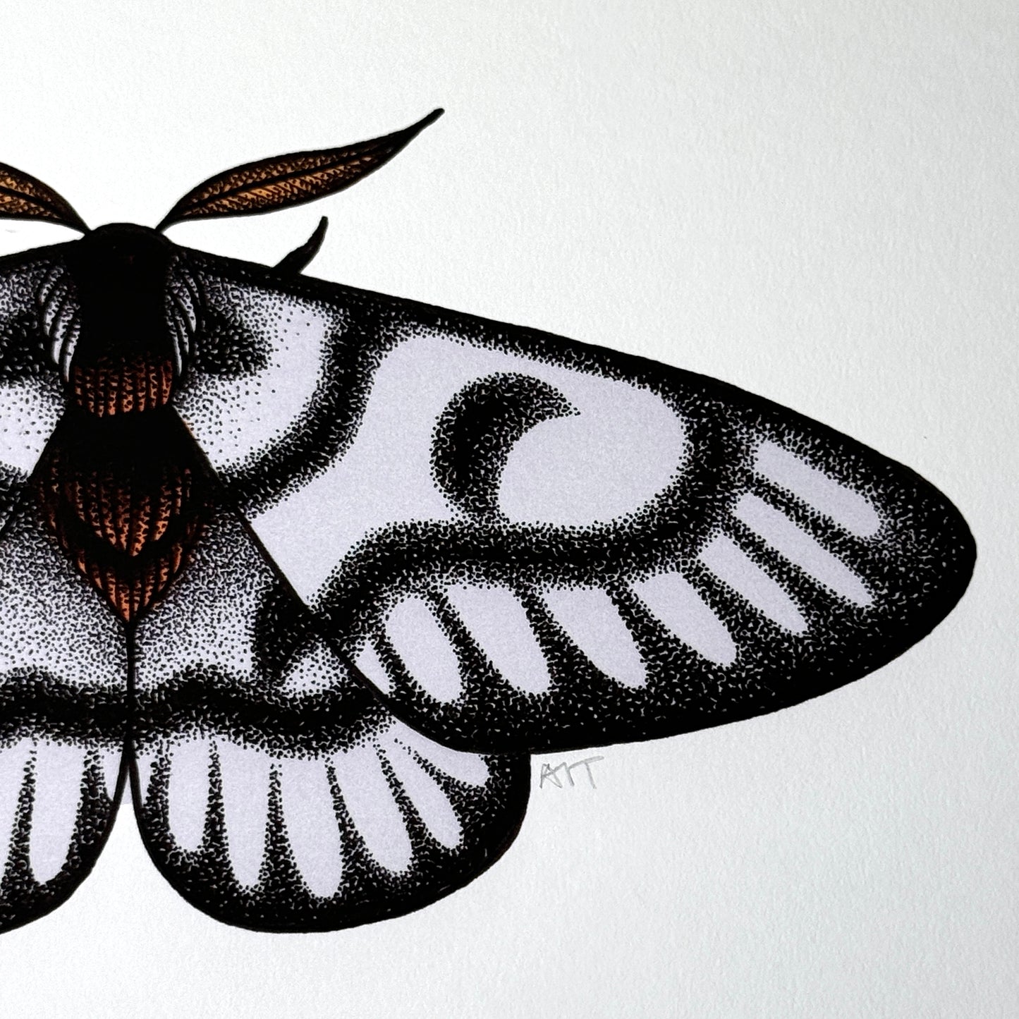 Hera Buck Moth - Print