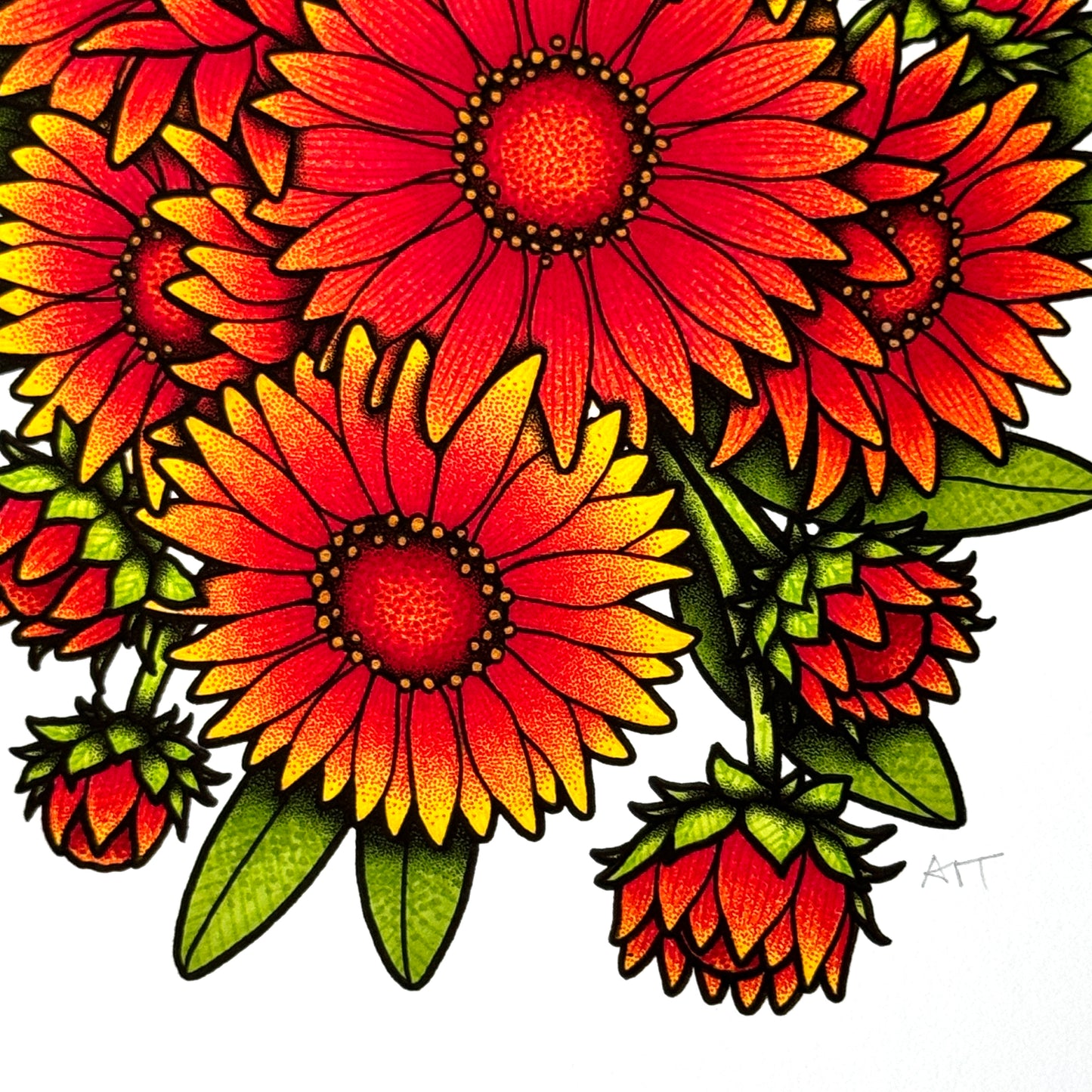 Gaillardia - Print