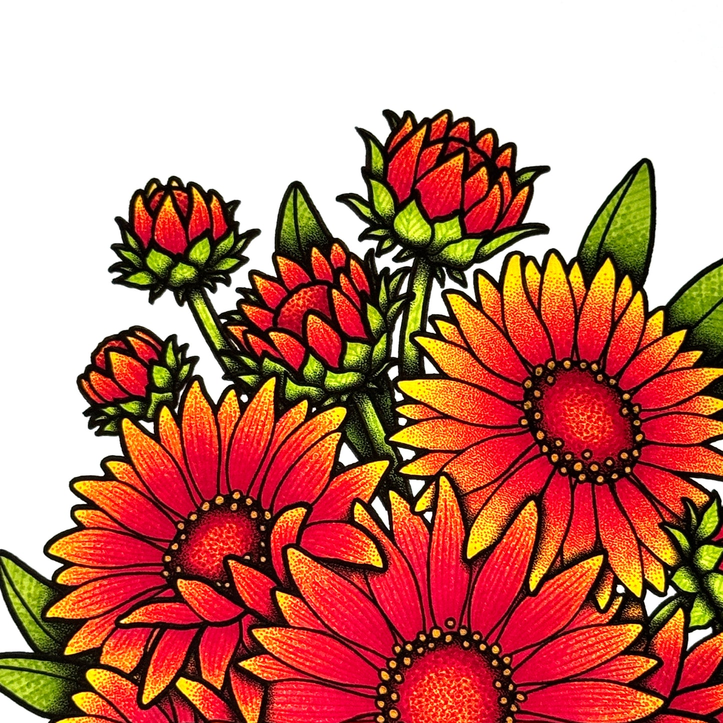 Gaillardia - Print