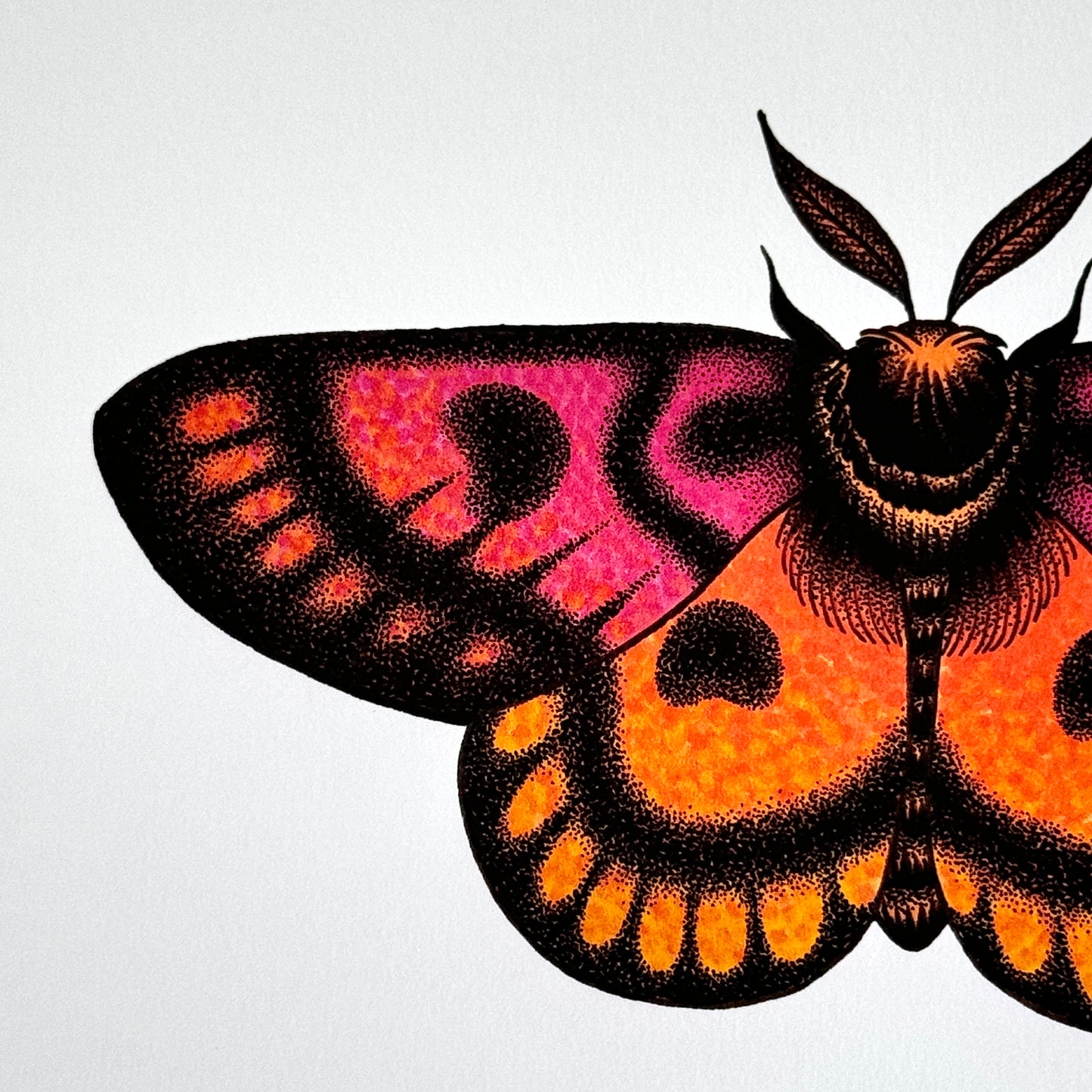 Western Sheep Moth - Print