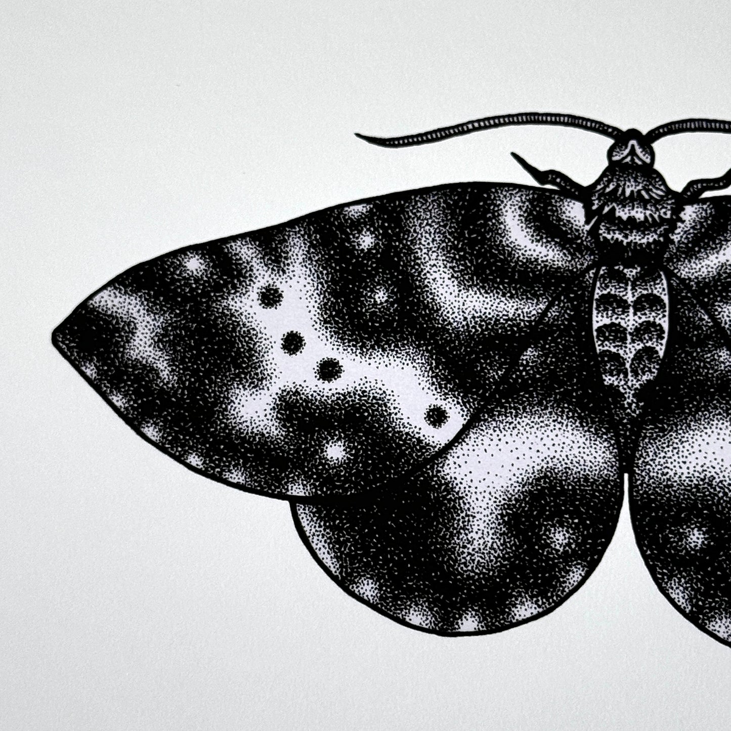 Spear-Marked Black Moth - Print