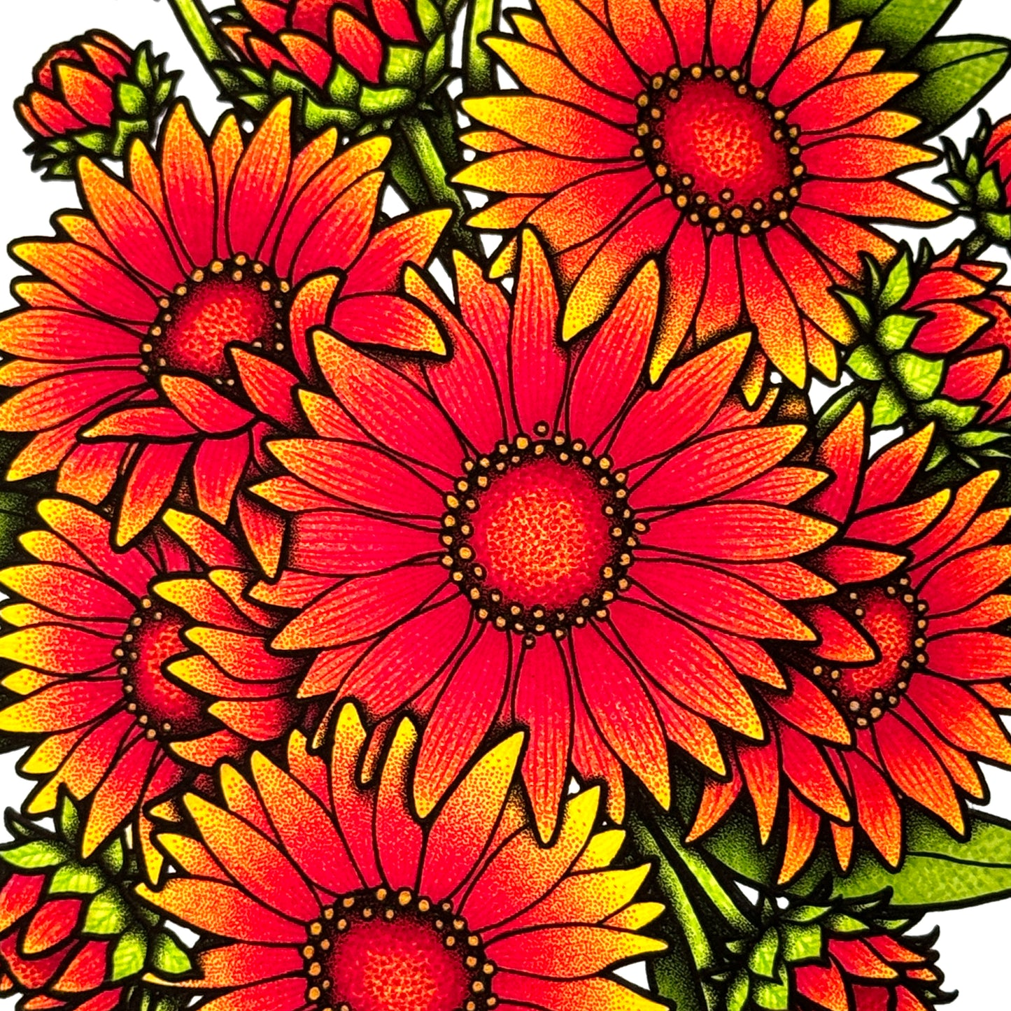 Gaillardia - Print