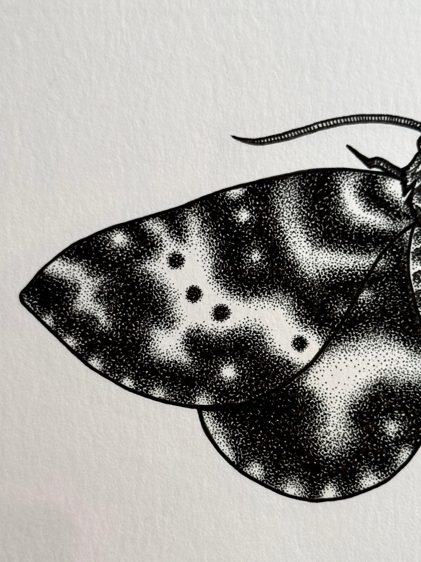 Spear-Marked Black Moth