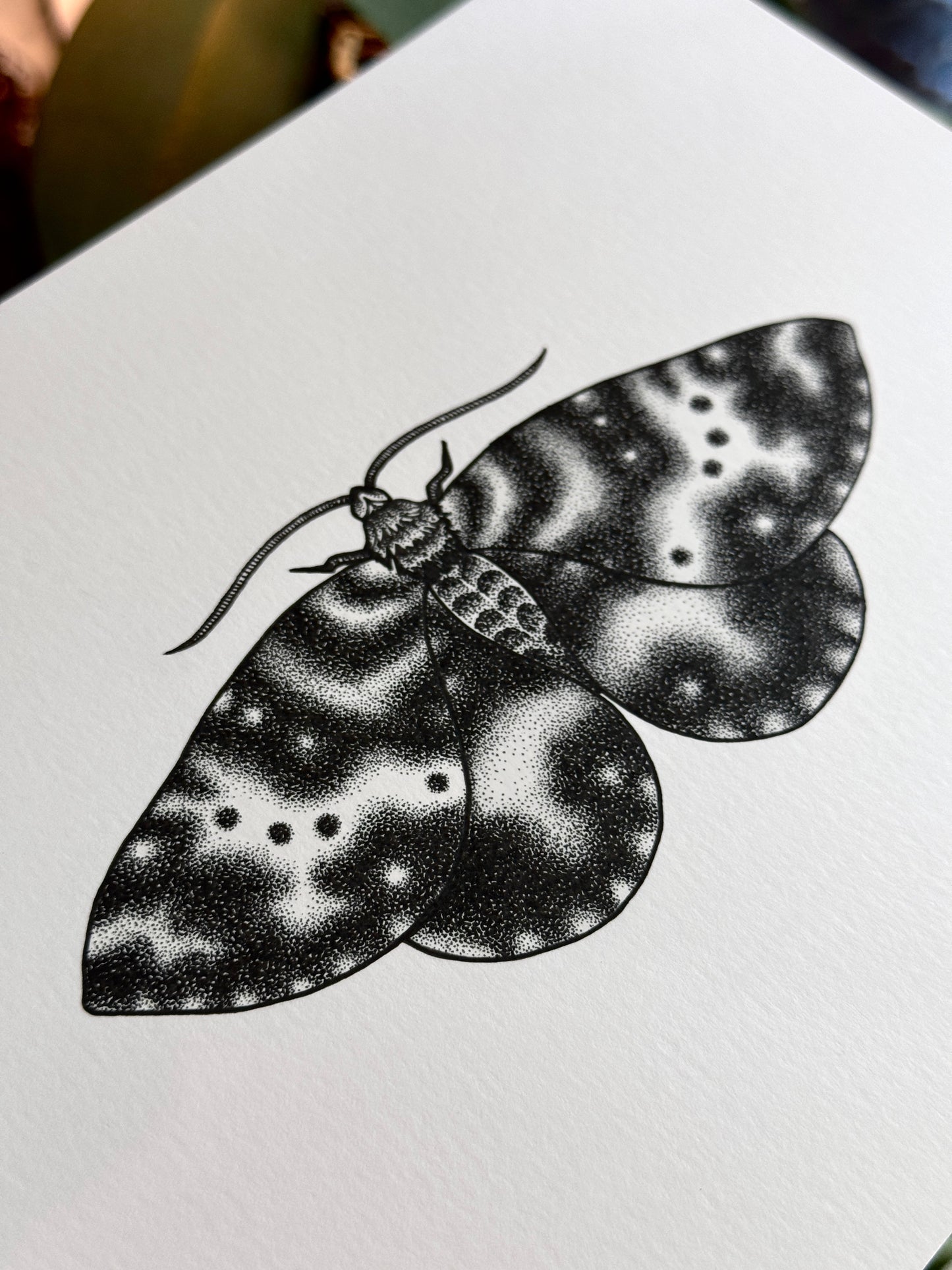 Spear-Marked Black Moth