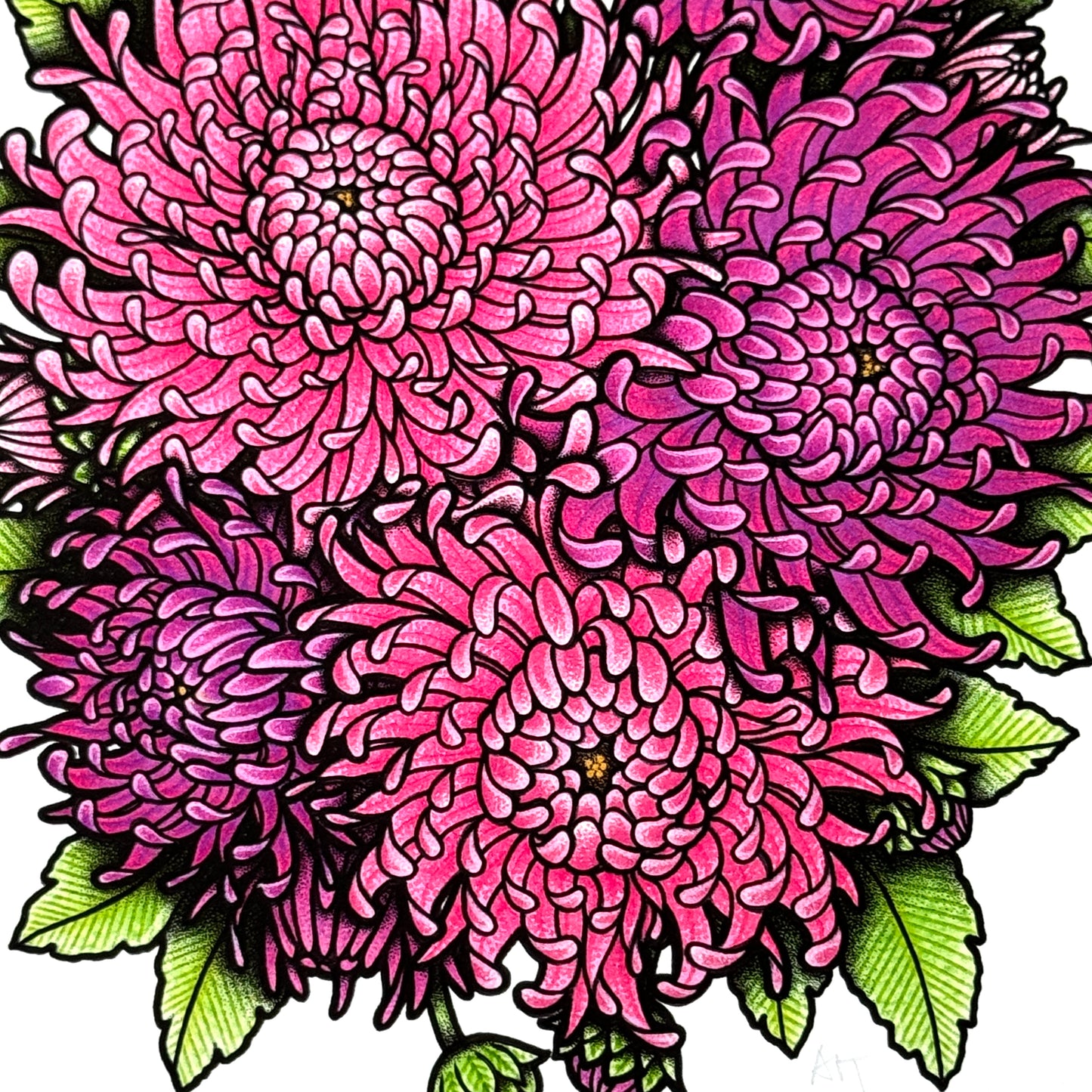 Chrysanthemum - Print