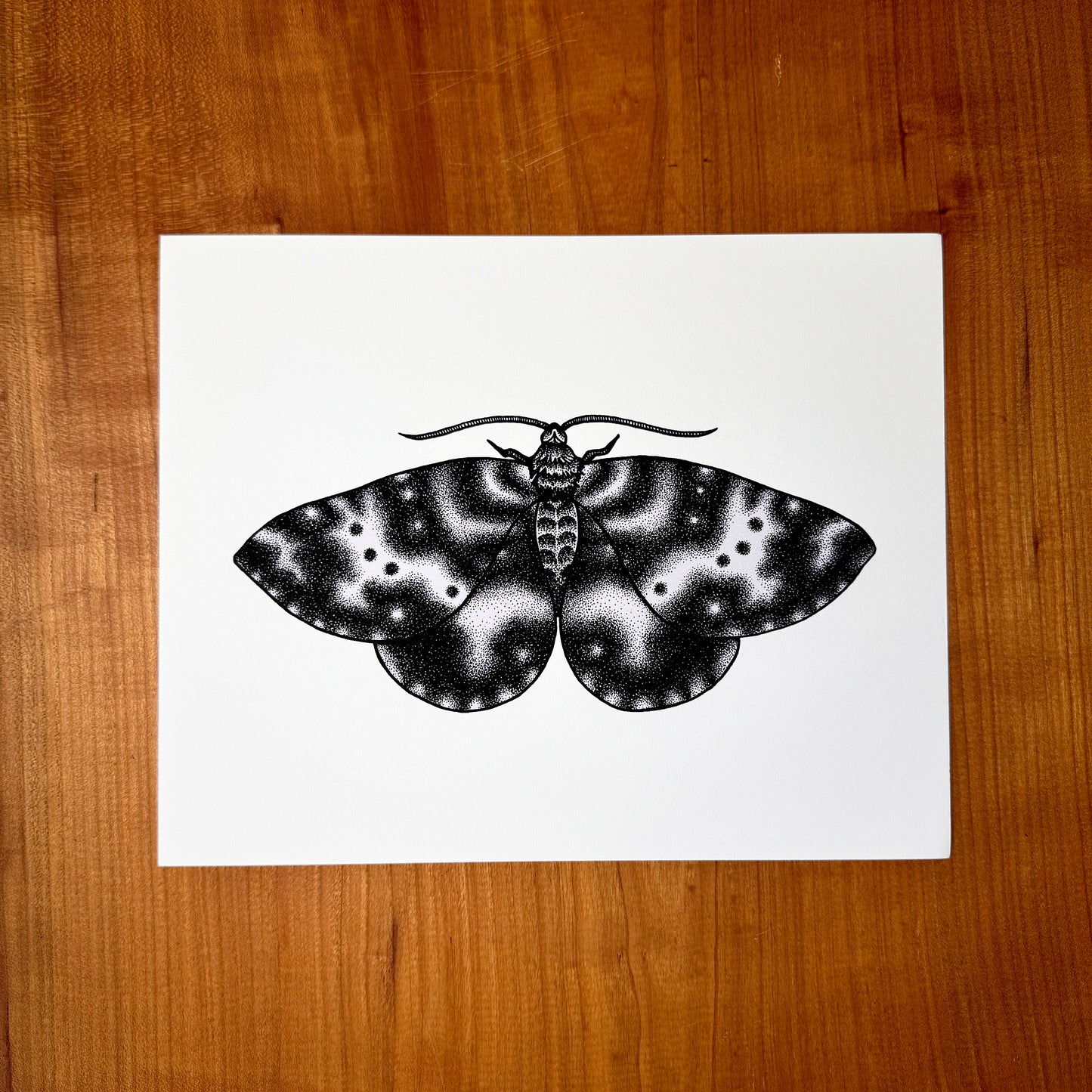 Spear-Marked Black Moth - Print