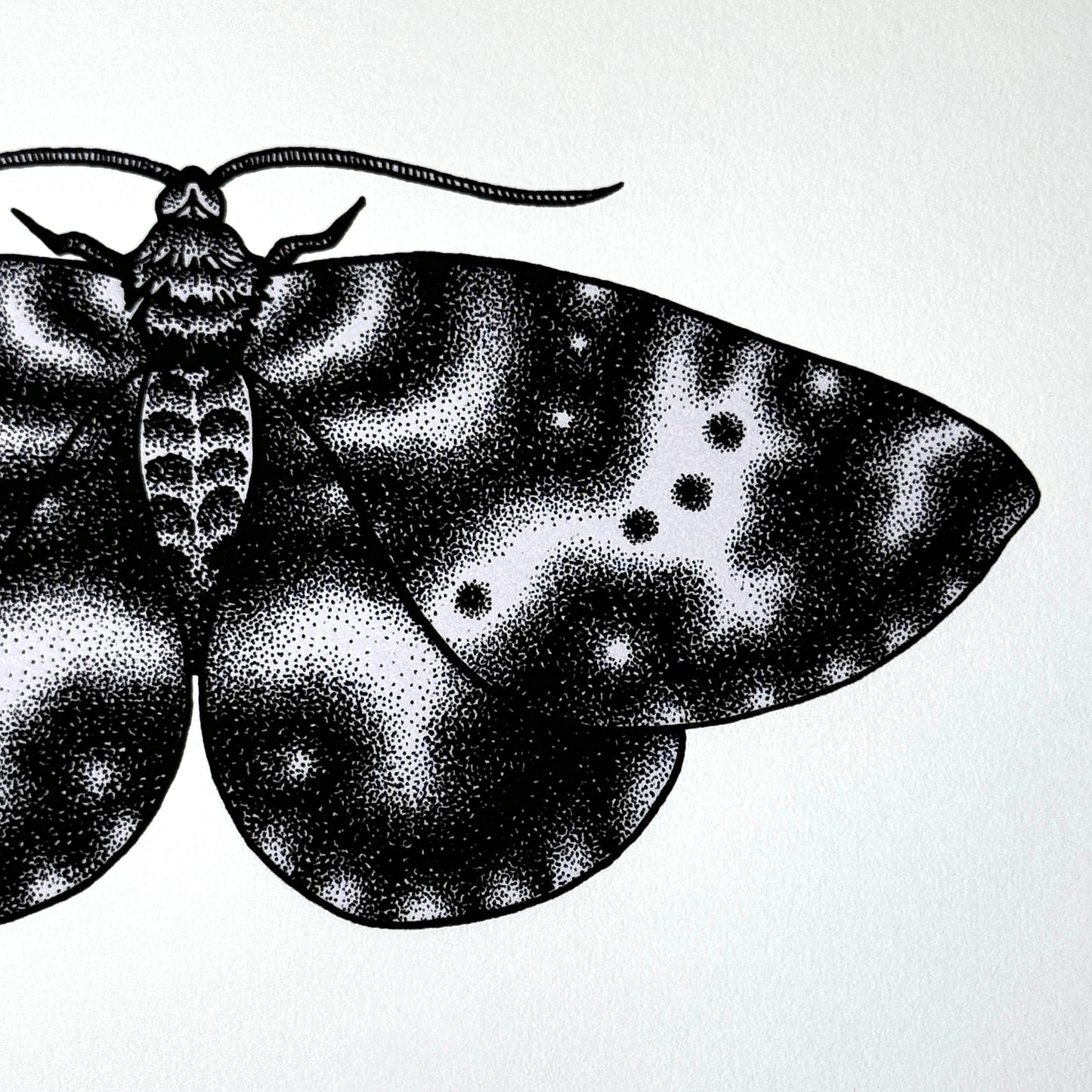 Spear-Marked Black Moth - Print