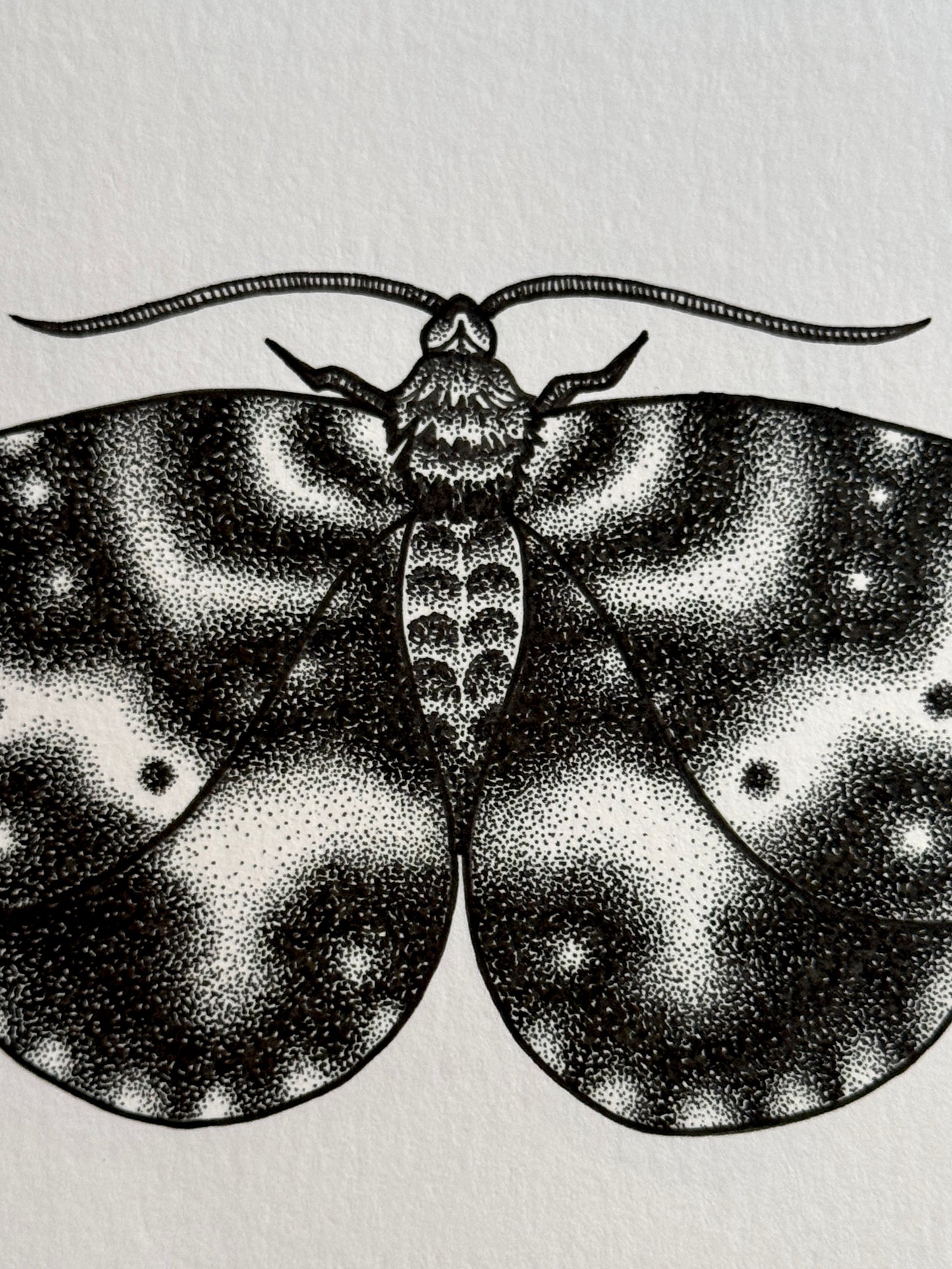 Spear-Marked Black Moth