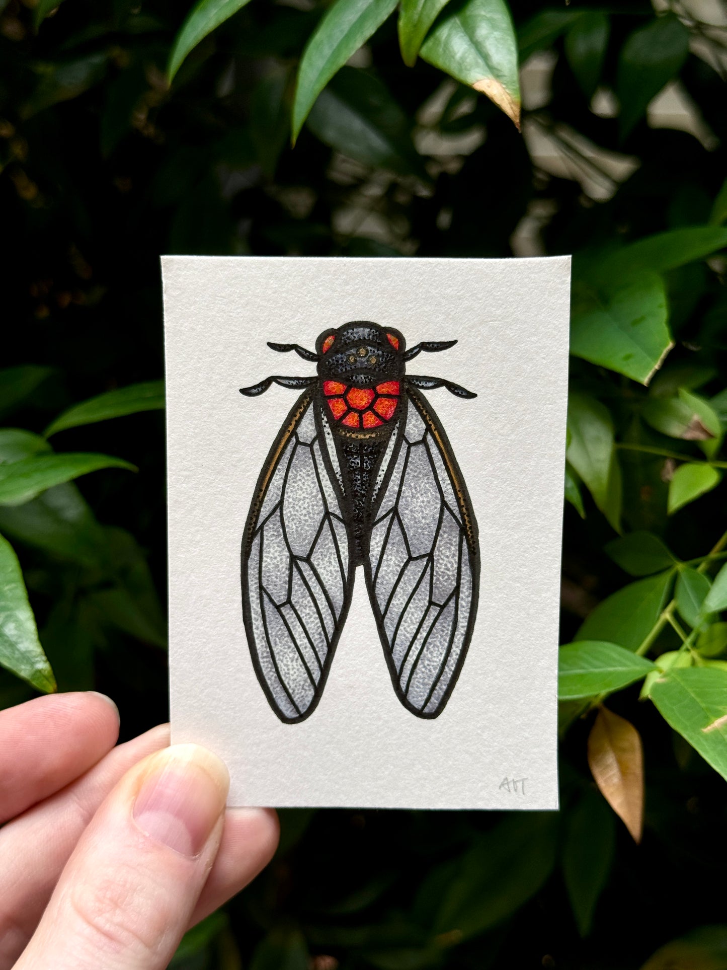 Cicada