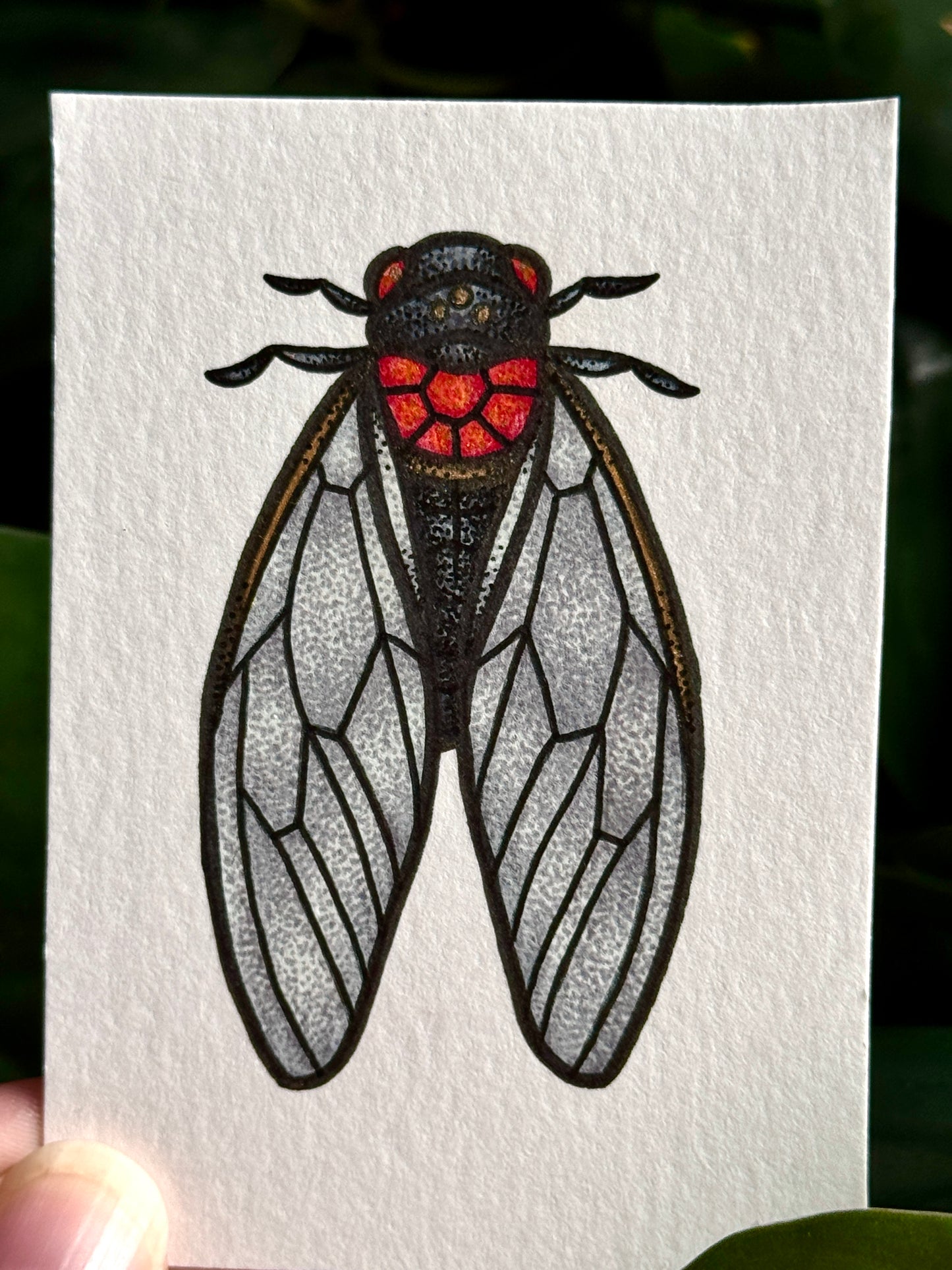 Cicada